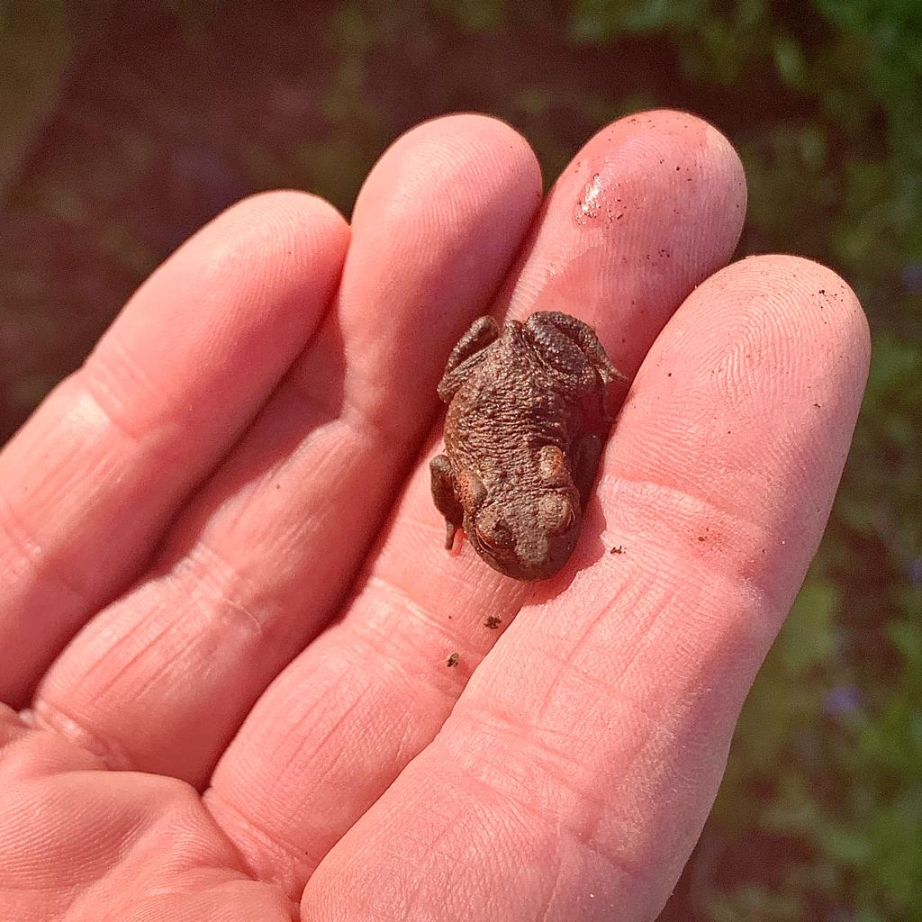 Young toad. Lucy Roberts