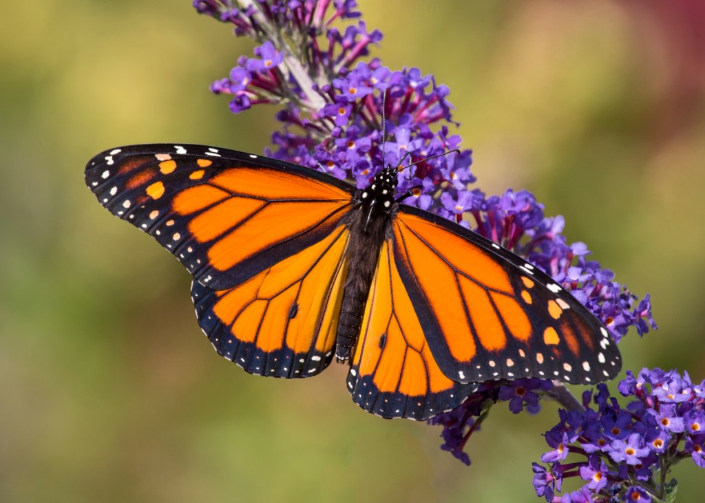 Photograph of a monarch butterfly