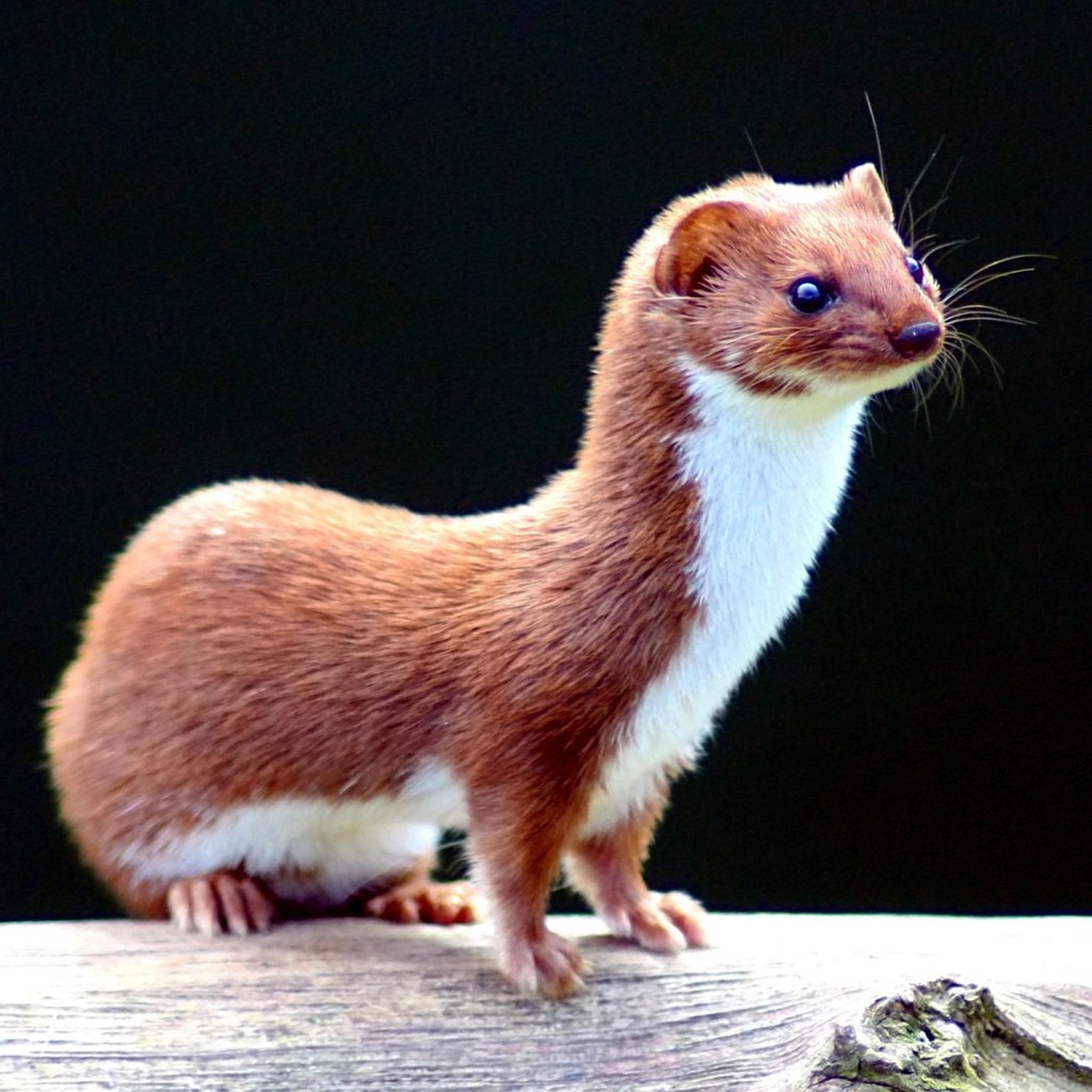 Photograph of a weasel