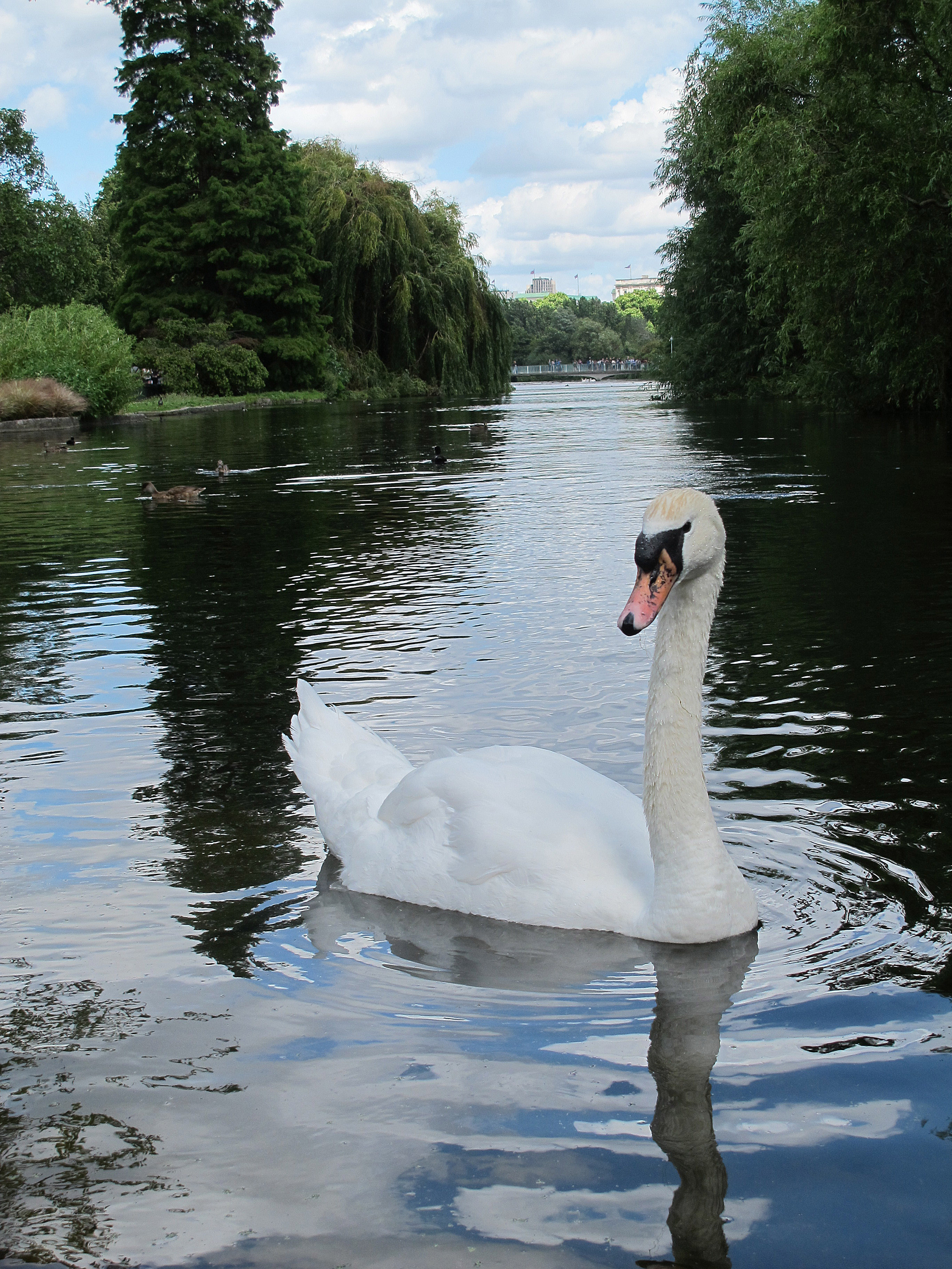 Mute Swan St. James's Park, Credit Kate Howlett
