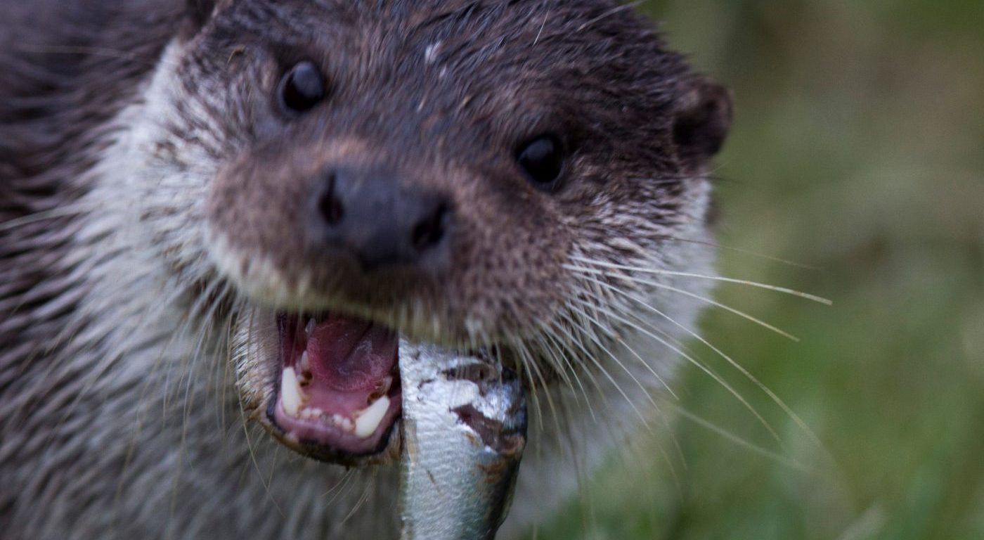 Photograph of an otter eating a fish