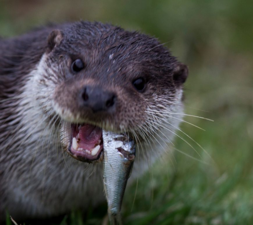 Photograph of an otter eating a fish