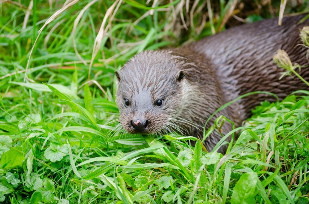 Photograph of a European otter