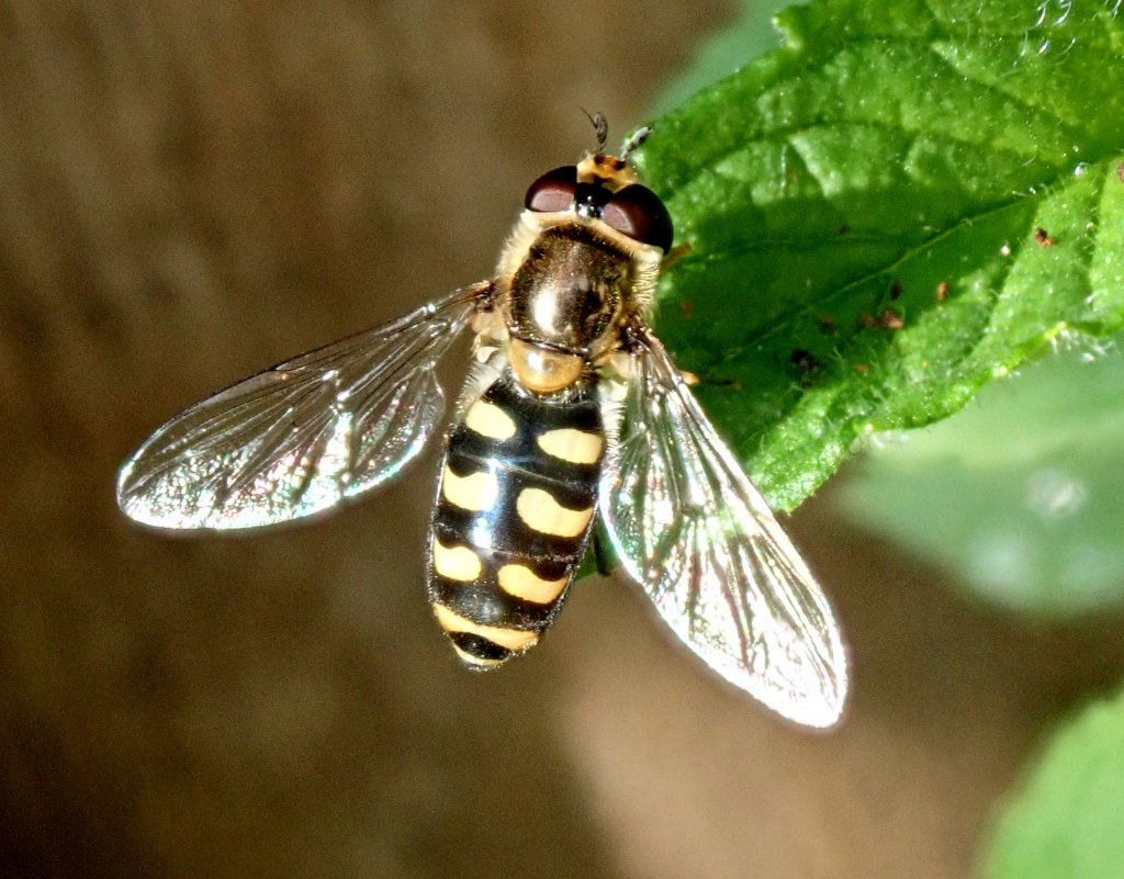 Photograph of a hoerfly