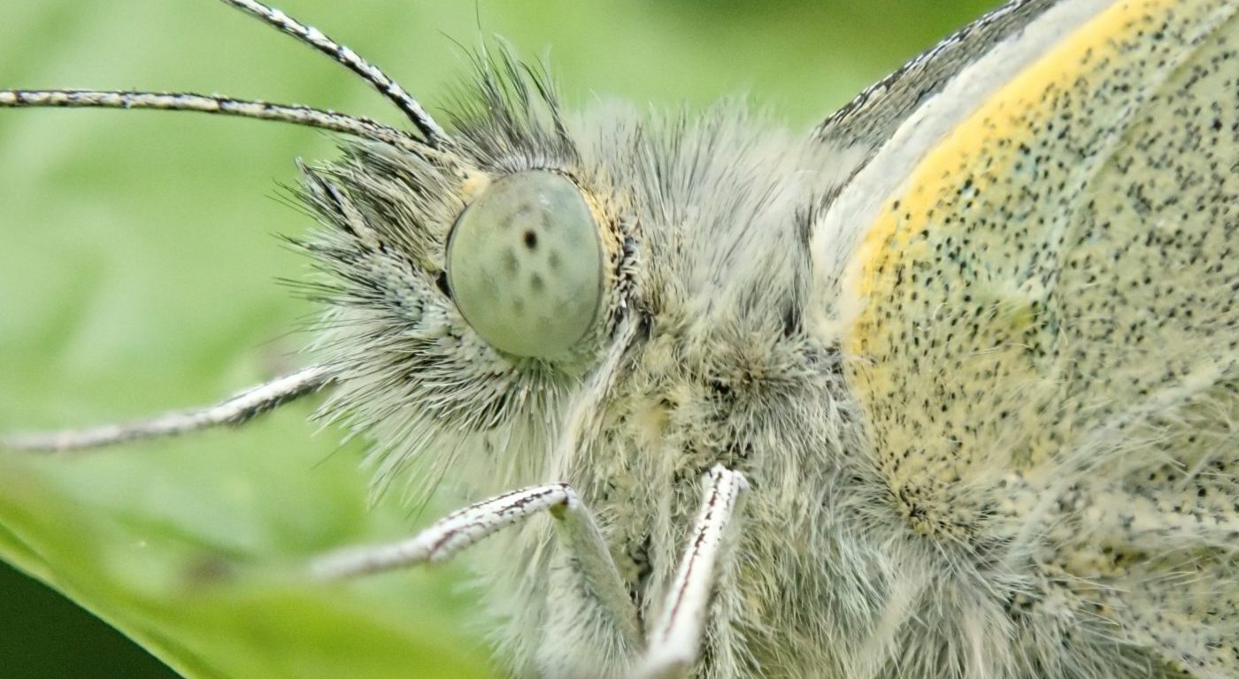 Close up of the head of a green-veined white butterfly
