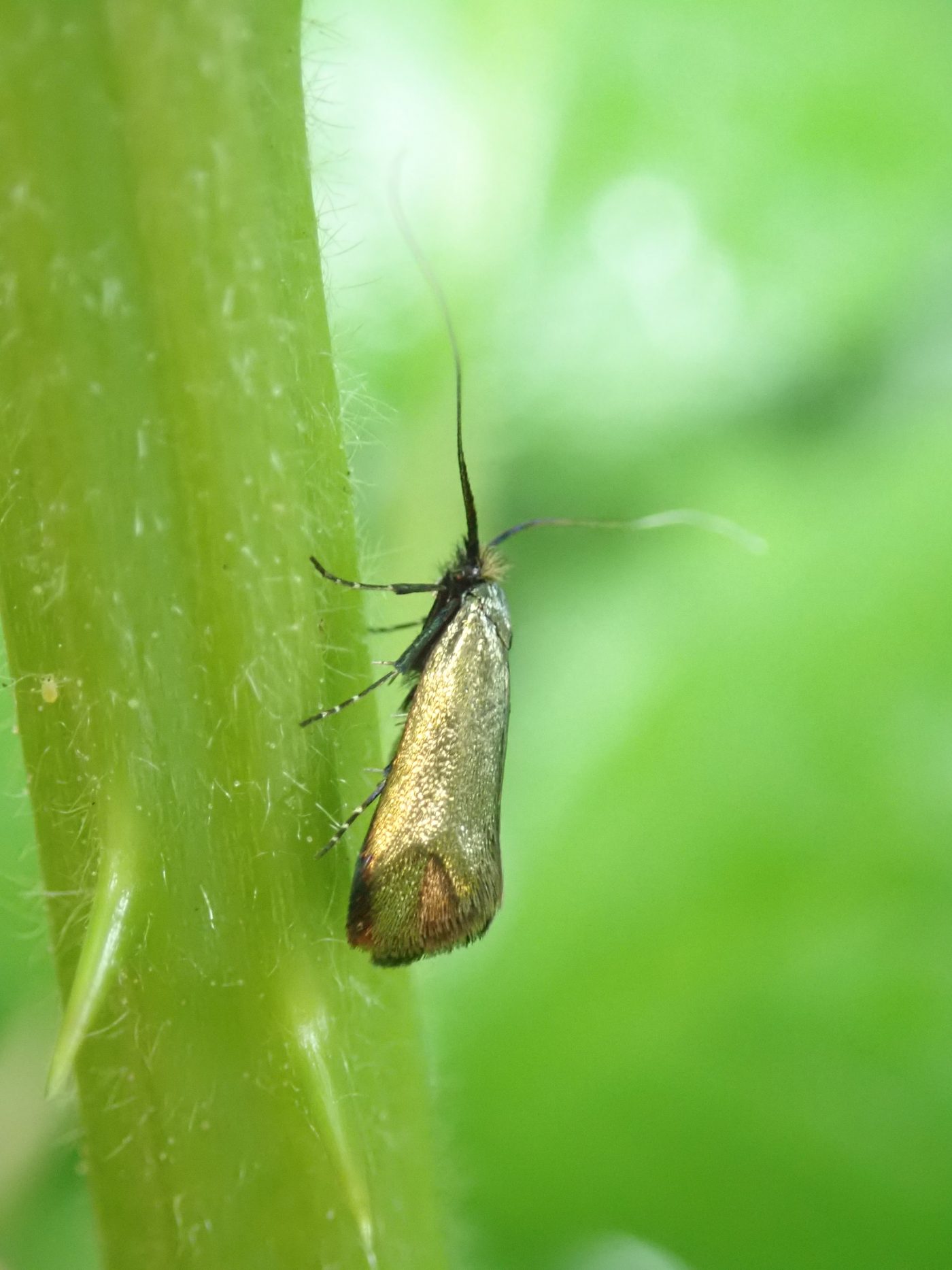 An Insect A Day continues – Museum of Zoology Blog