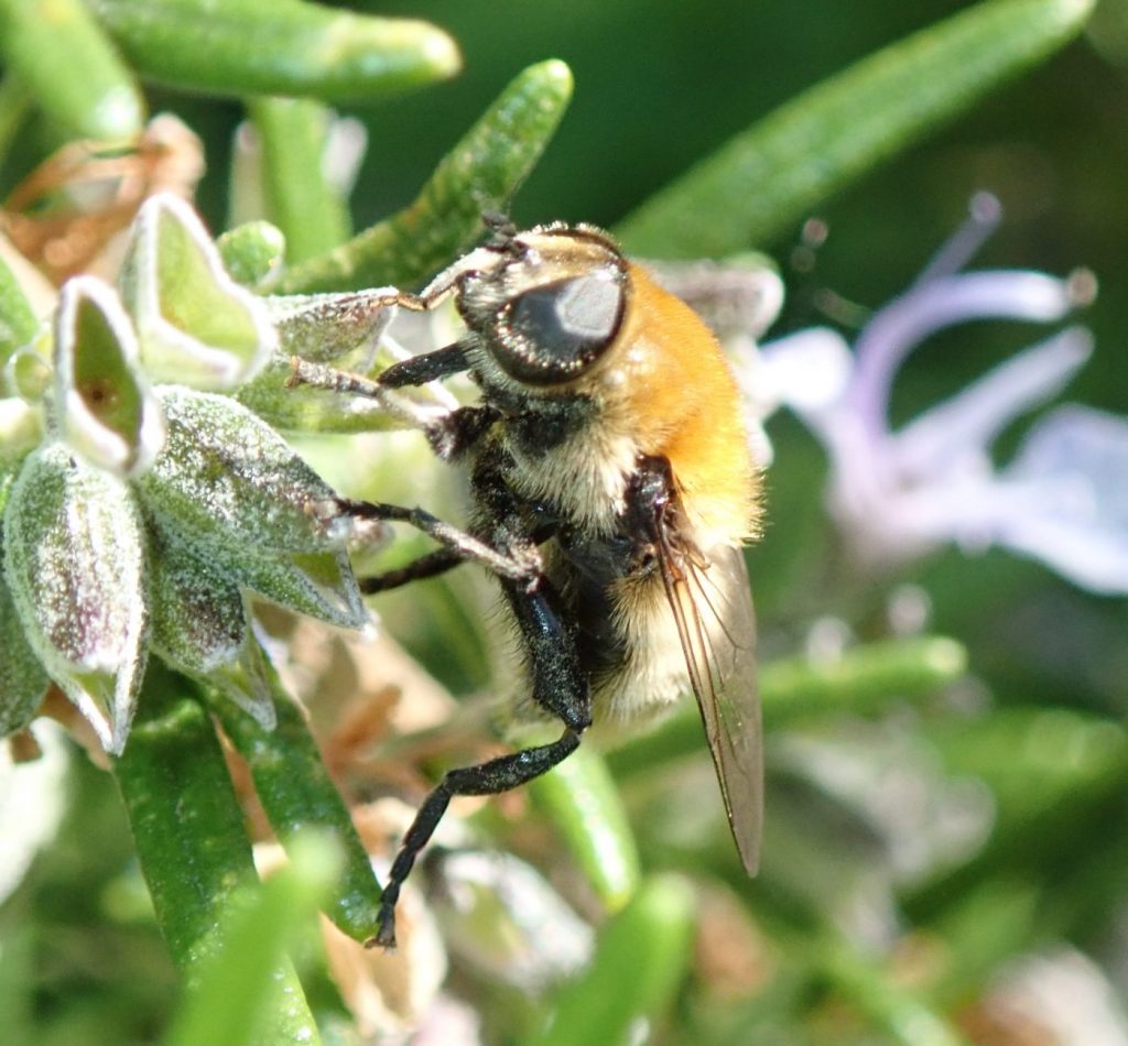 Photograph of a hoverfly