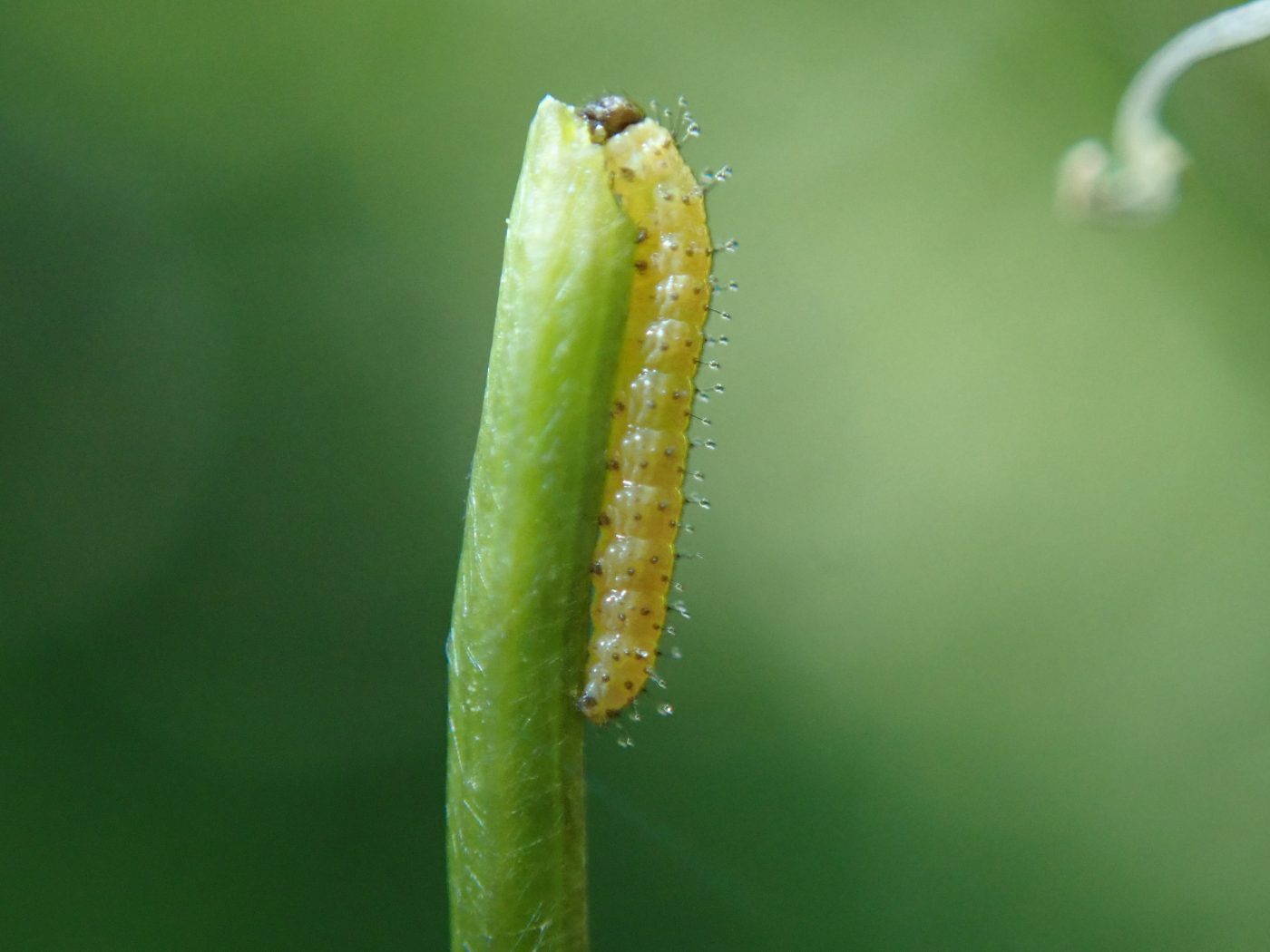 Tip Insect An Insect a Day part 3 – Museum of Zoology Blog