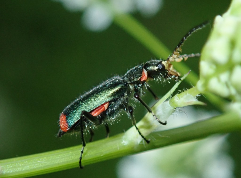 Photograph of a malachite beetle