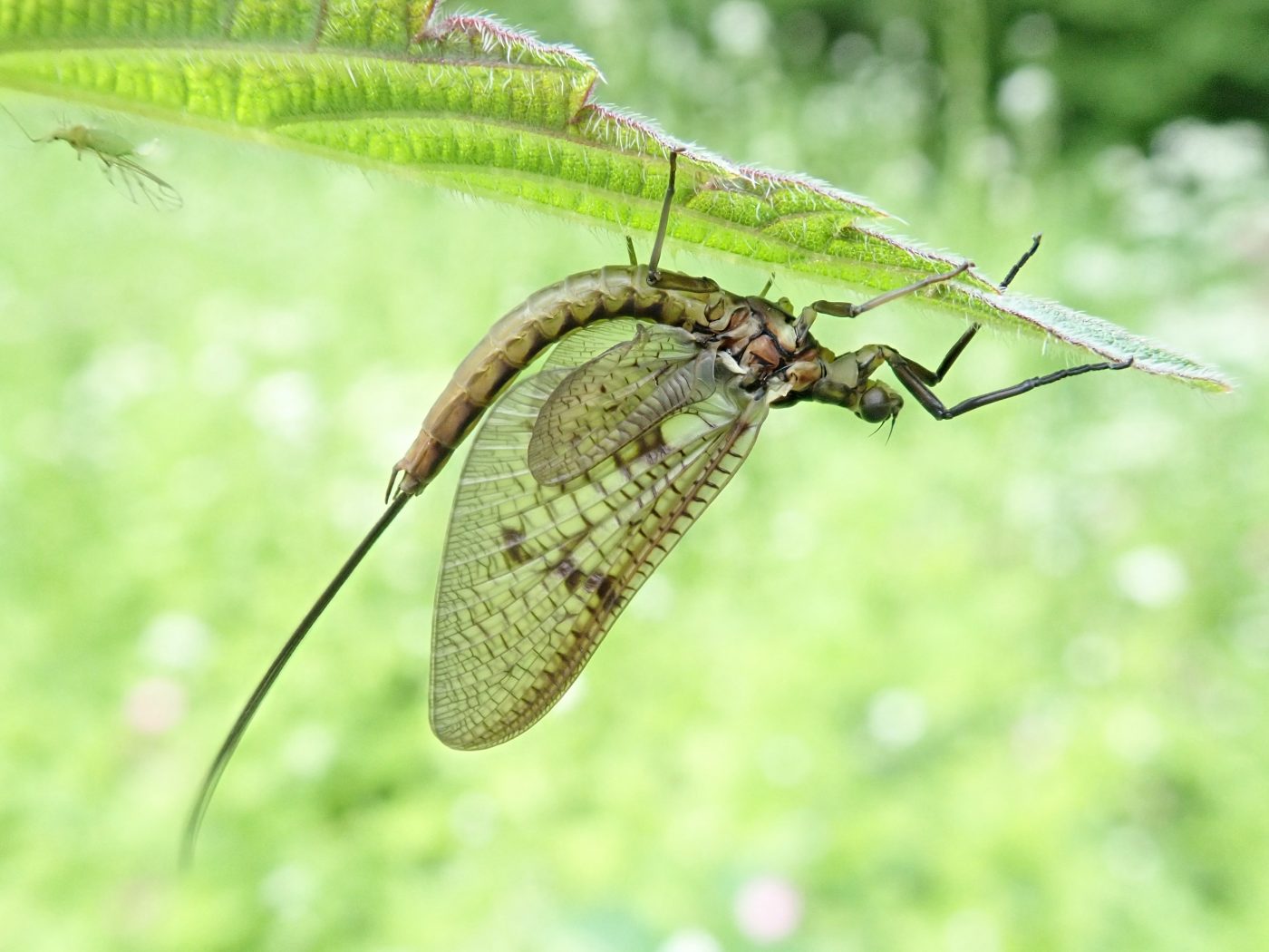 Mathali Insect An Insect a Day part 3 – Museum of Zoology Blog