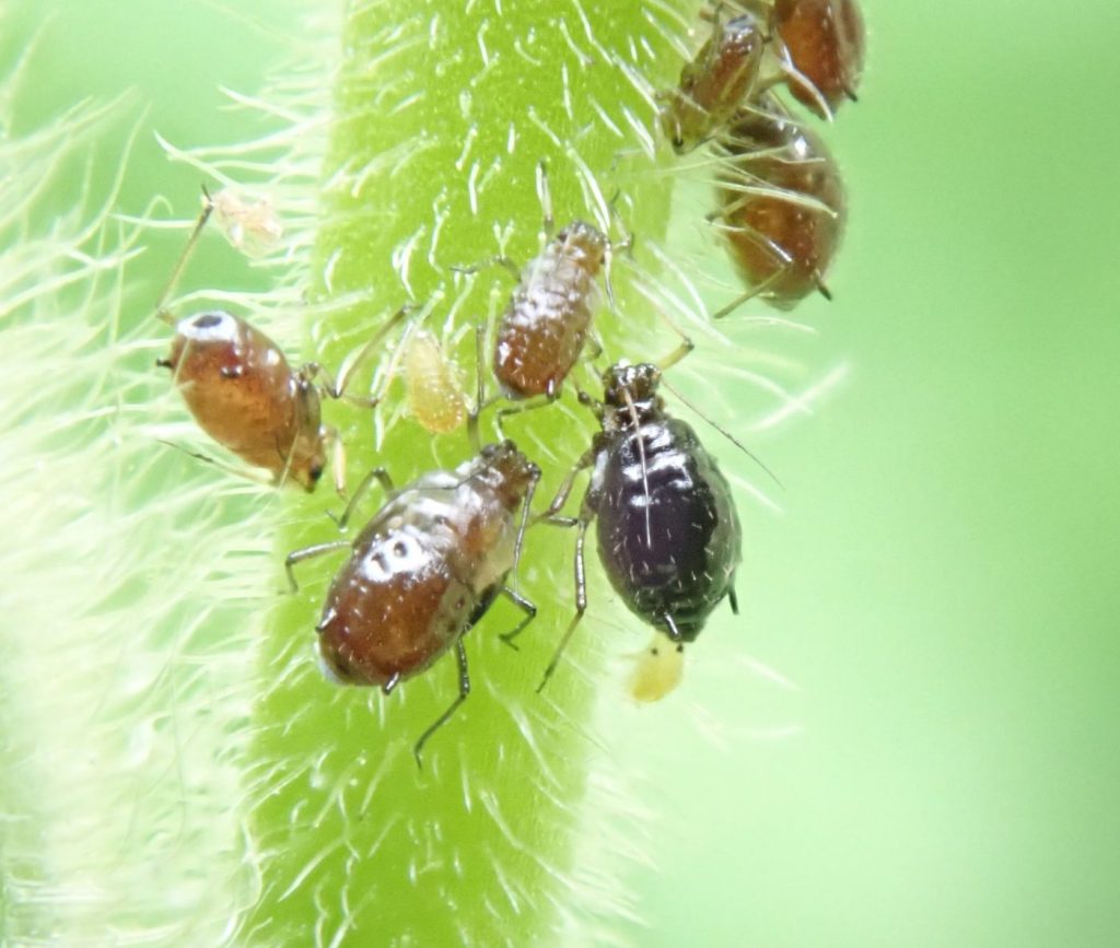Photograph of aphids on a stem