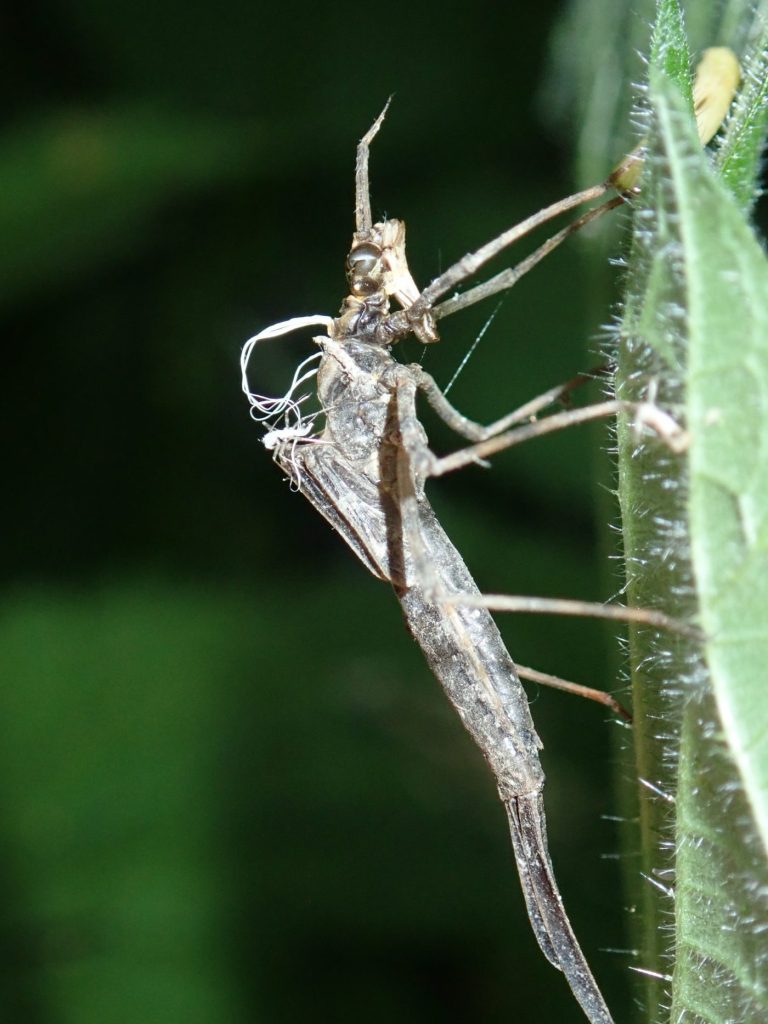 Photograph of the cast skin of a damselfly
