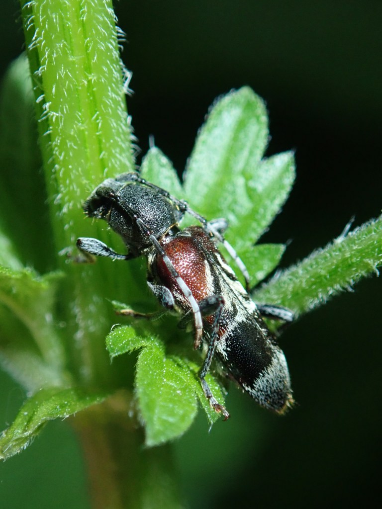 Photograph of a longhorn beetle