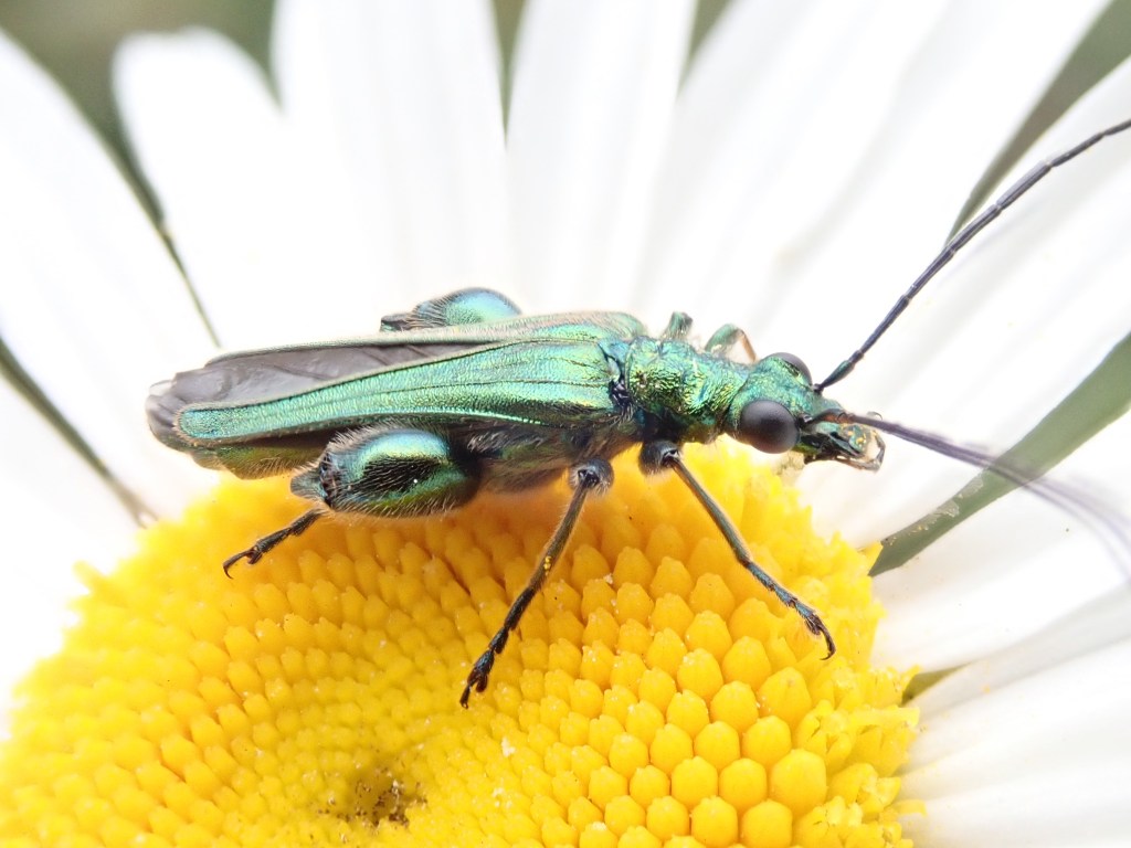 Photograph of a flower beetle in a flower