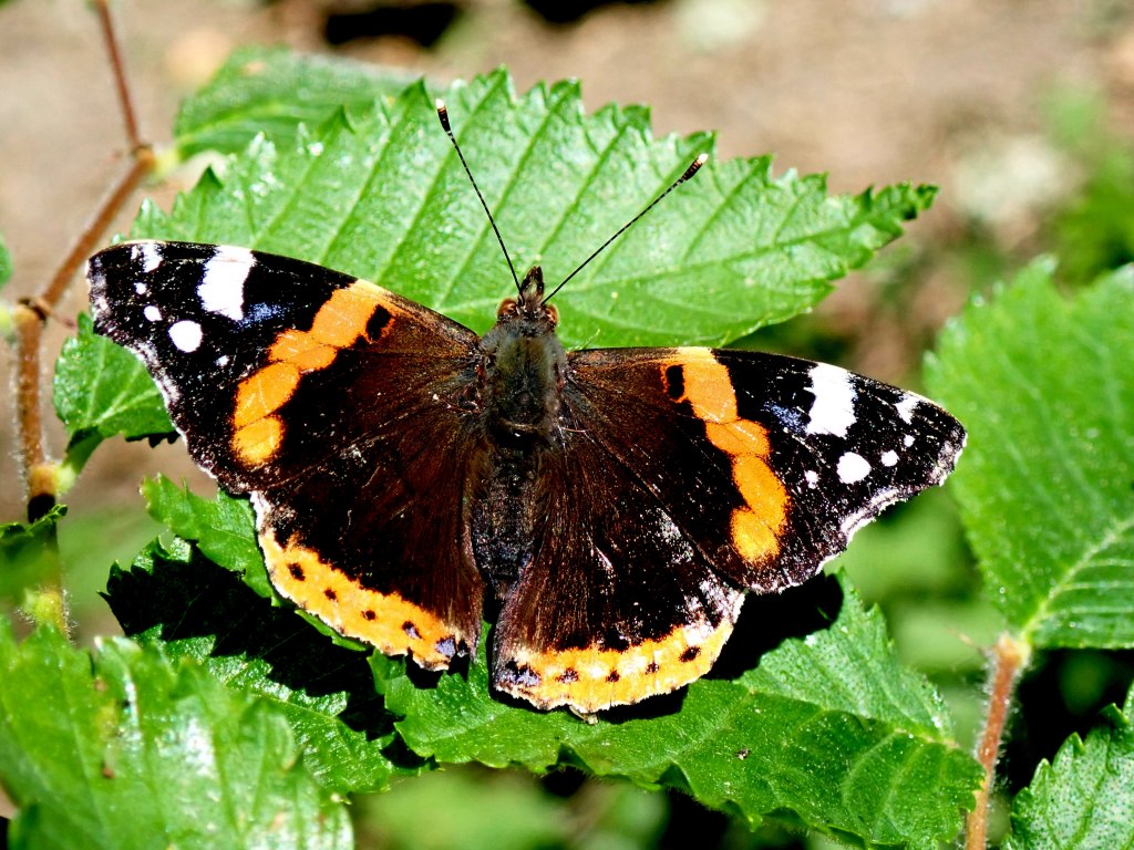 Photograph of a red admiral butterfly