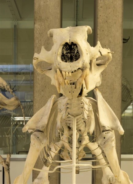 Photograph of a skeleton of a polar bear