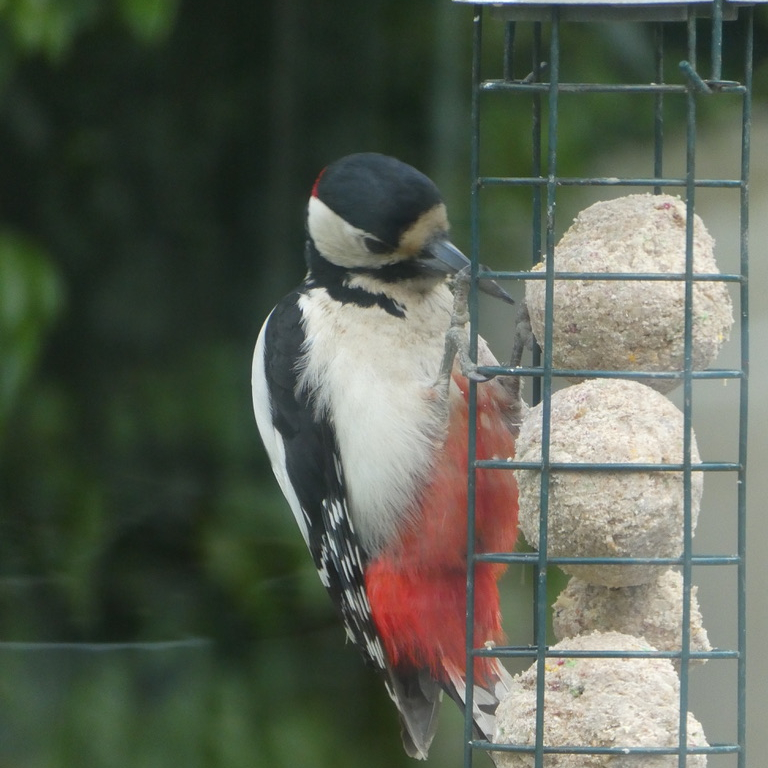 Greater spotted woodpecker. Rachel Hooper (museum volunteer)