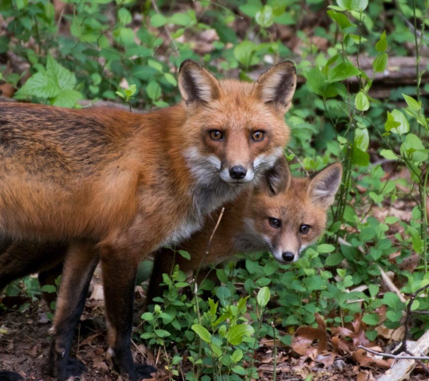 Photograph of a pair of foxes looking toward the viewer