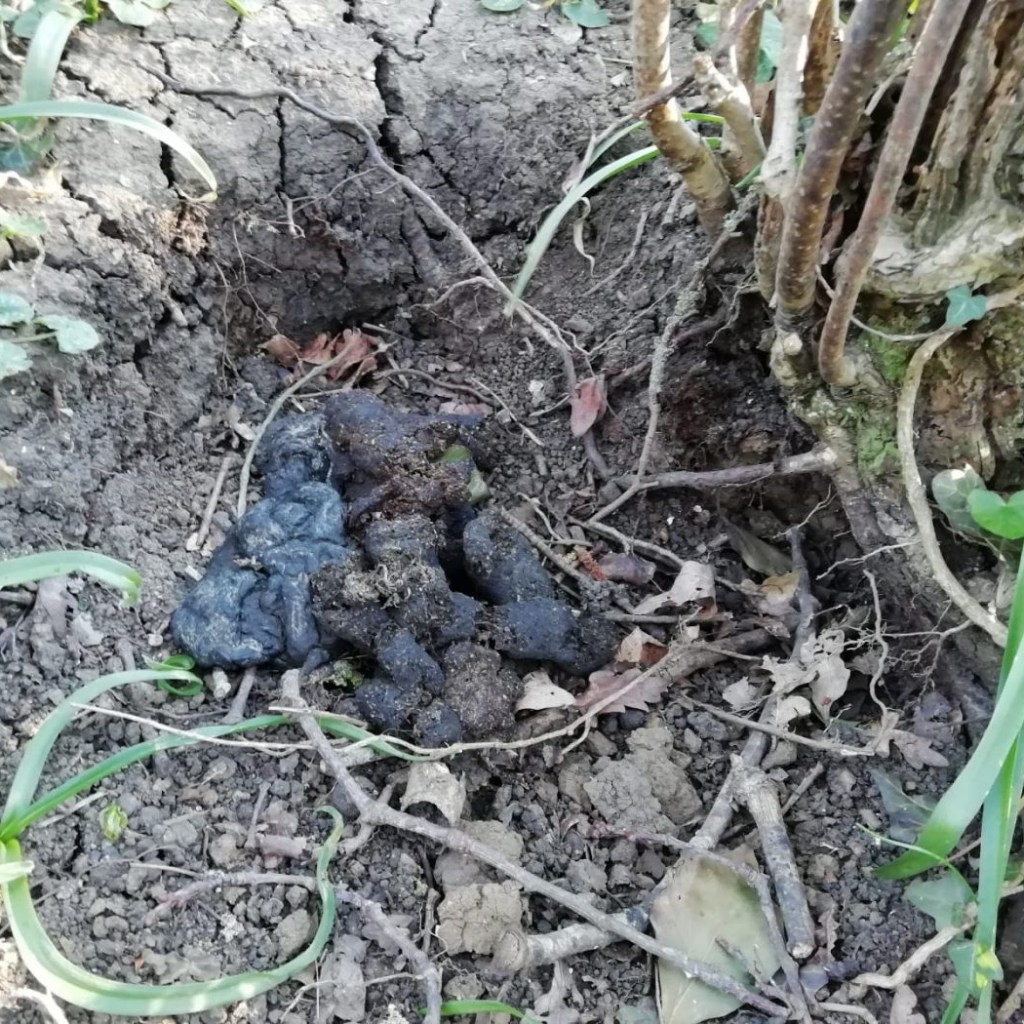 Badger poo. Richard Preece (curator of malacology)