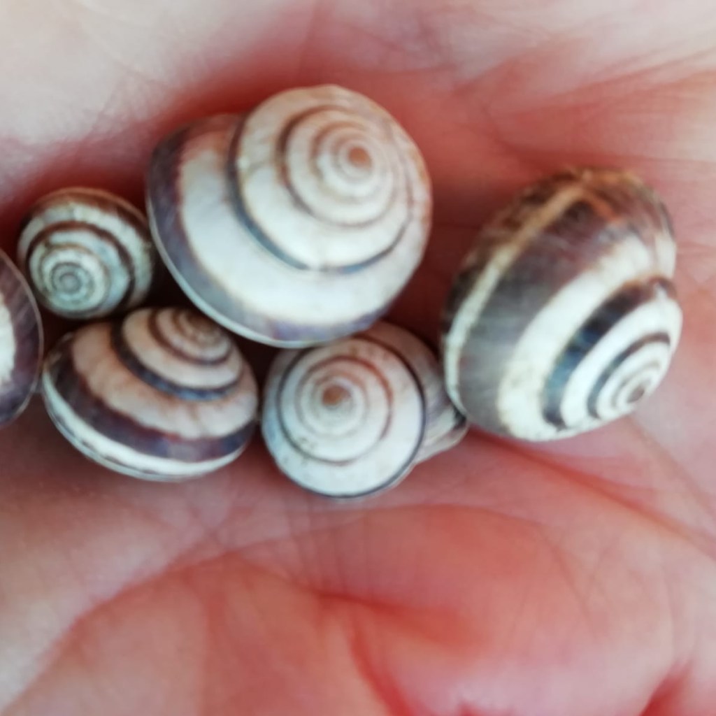 Cernuella virgata. Richard Preece (curator of malacology)