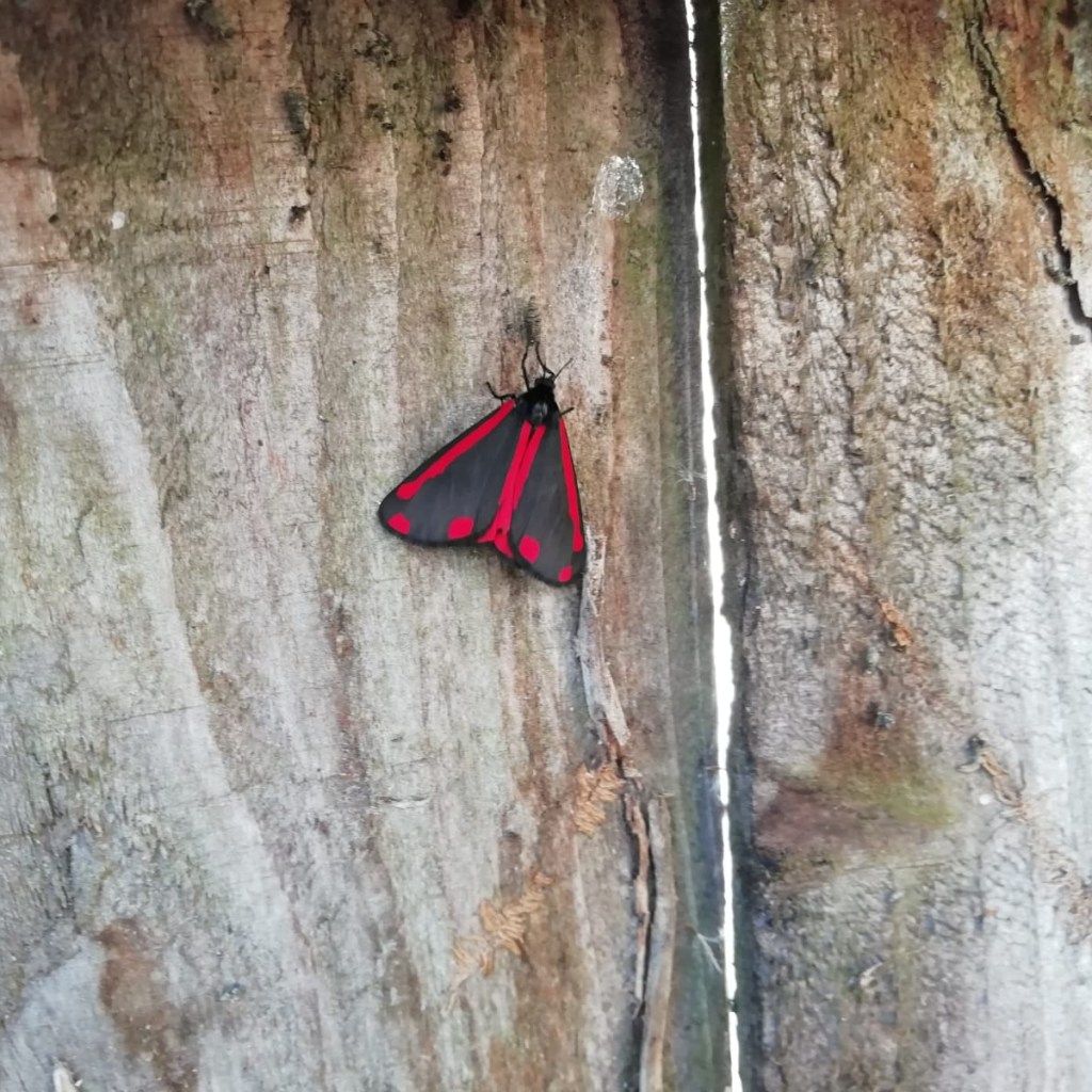 Cinnabar moth. Richard Preece