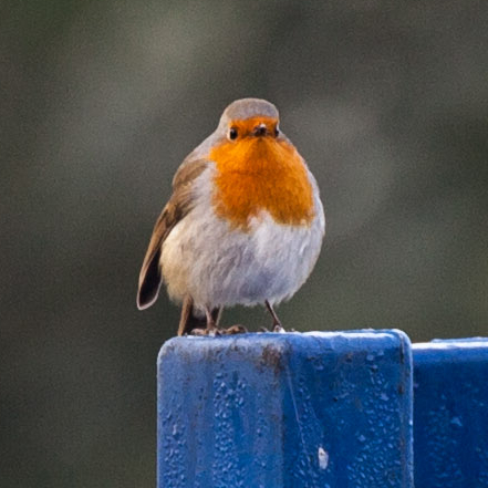 Photograph of a robin on a blue post