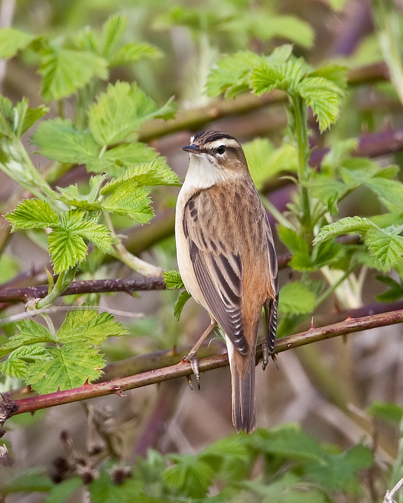 Photograph of a sedge warbler