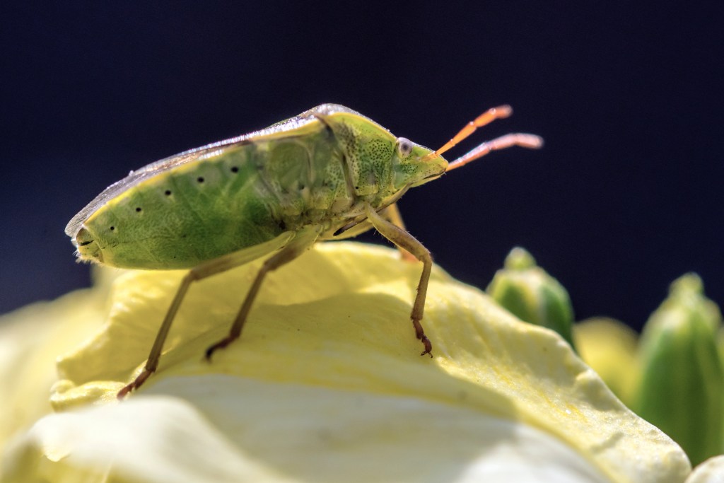 Photograph of a shield bug
