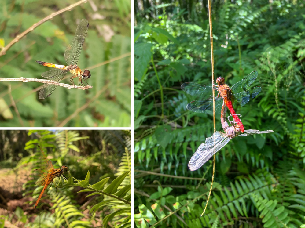 three images of dragonflies found on oil palm plots.