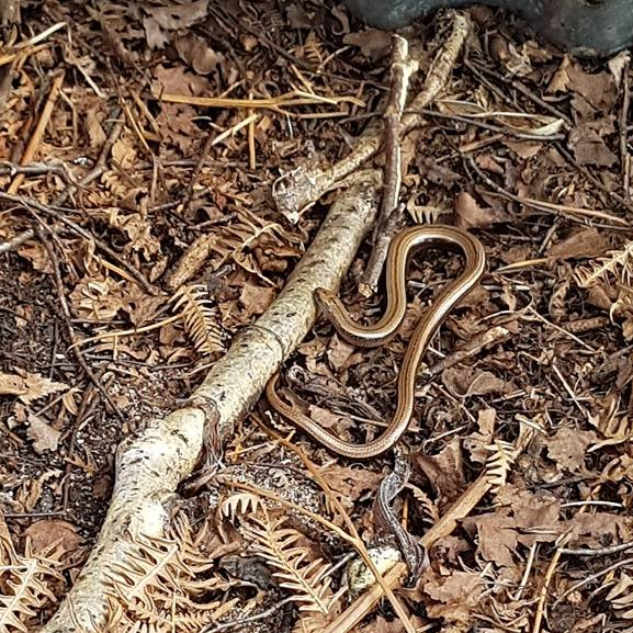 Slow worm. Credit Alex Howard