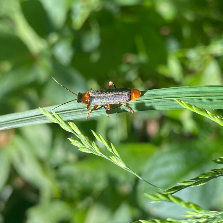 Soldier beetle. Natalie Jones (conservator)