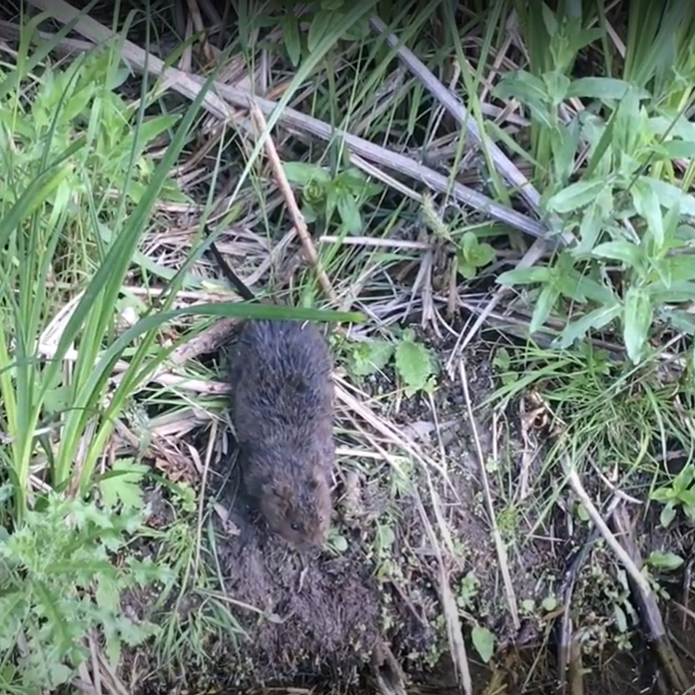Water vole. Sara Steele