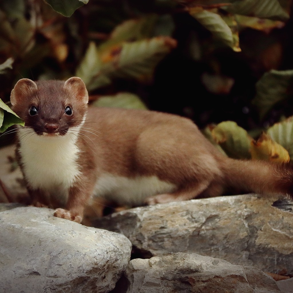 Photograph of a stoat