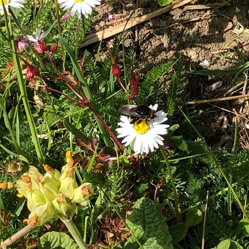 Bumblebee-mimic Fly on daisy. Sue Kearsey (museum volunteer)