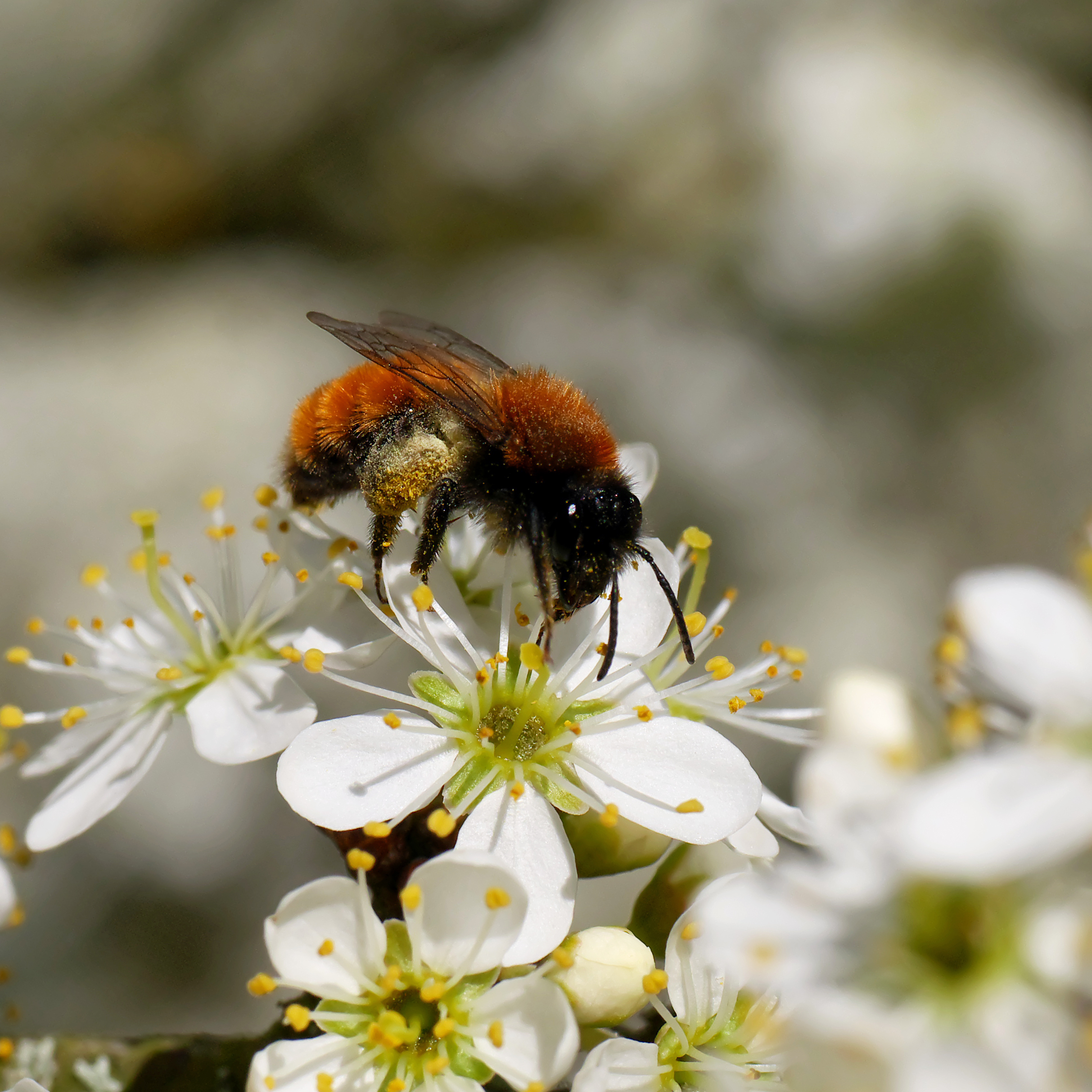 Photograph of a tawny mining bee on a flower