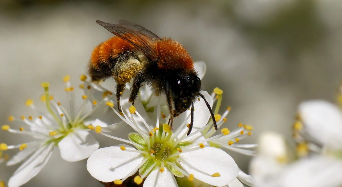 Photograph of a tawny mining bee on a flower