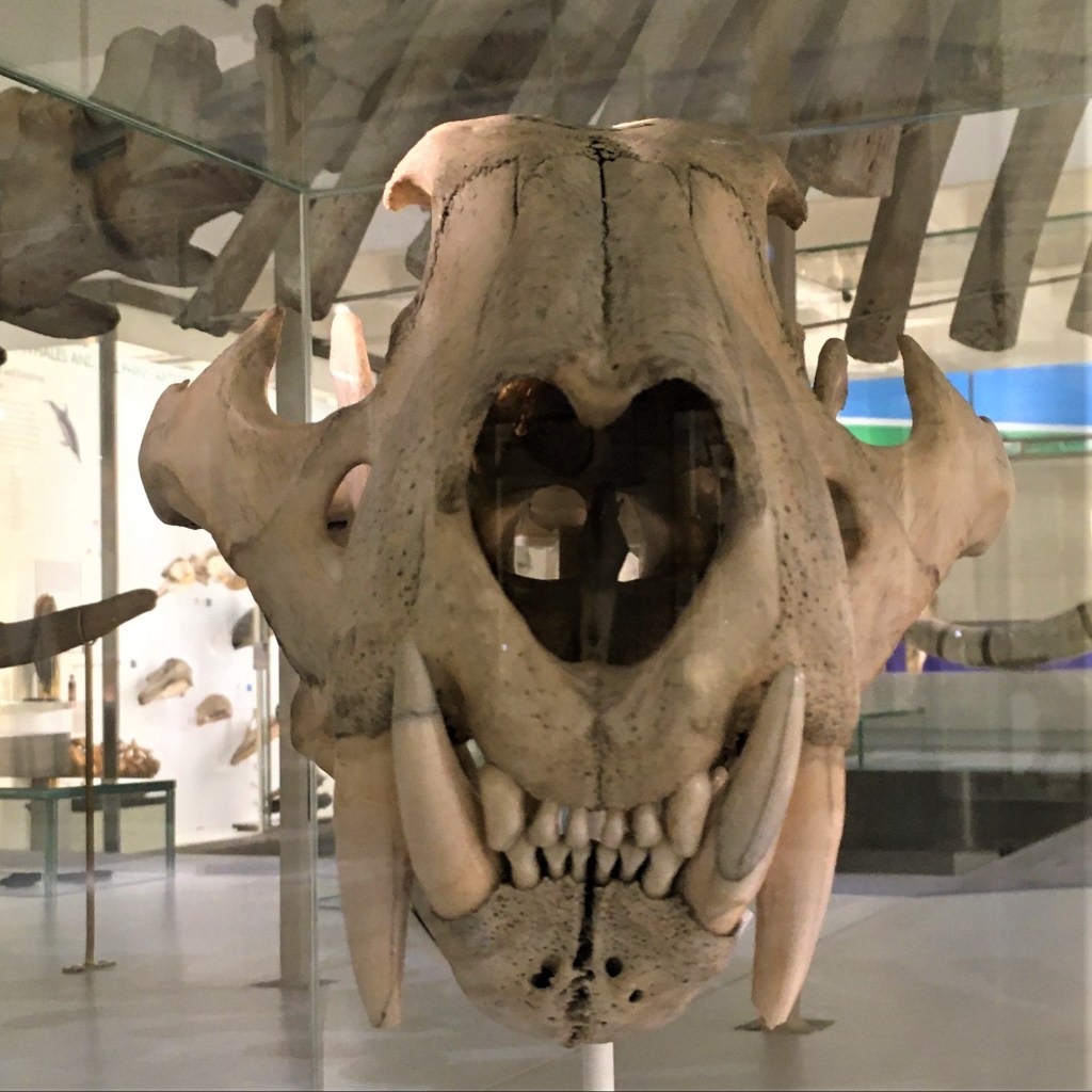 Photograph of a tiger skull