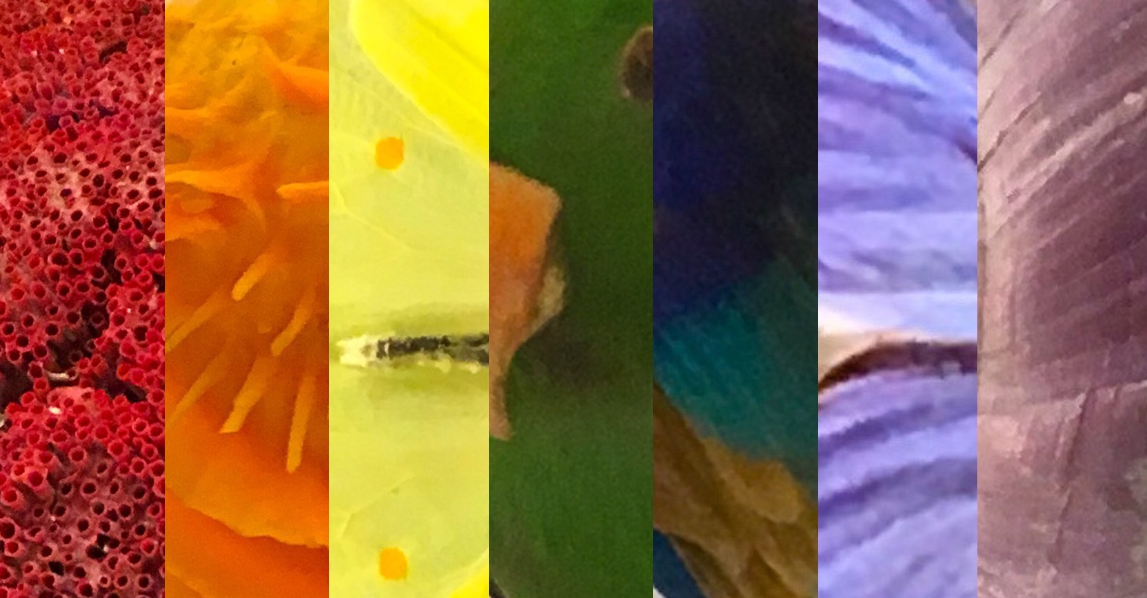 Exploring Evolution through Colour – Museum of Zoology Blog