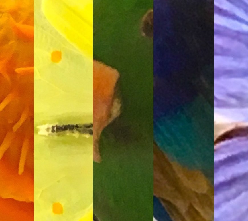 Rainbow made from photographs of animals