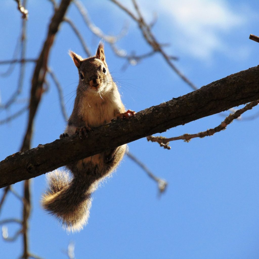 Squirrel (Canada). Veronica Price-Jones (museum volunteer)