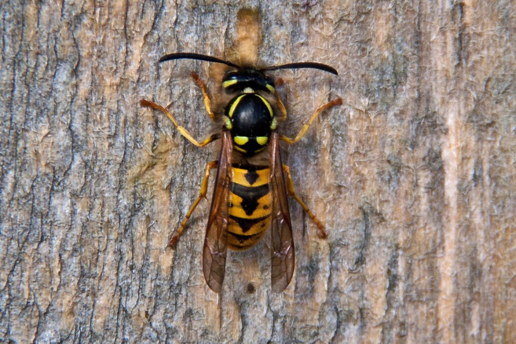 Photograph of a wasp