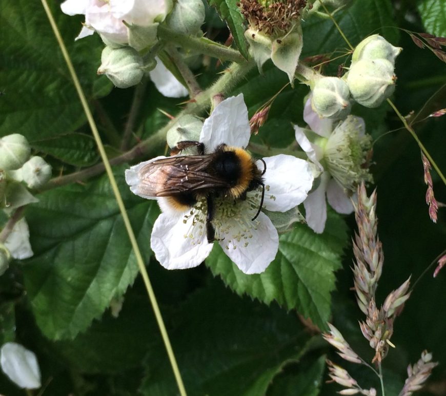Photograph of a white-tailed bumblebee on a bramble