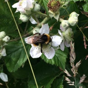 Photograph of a white-tailed bumblebee on a bramble