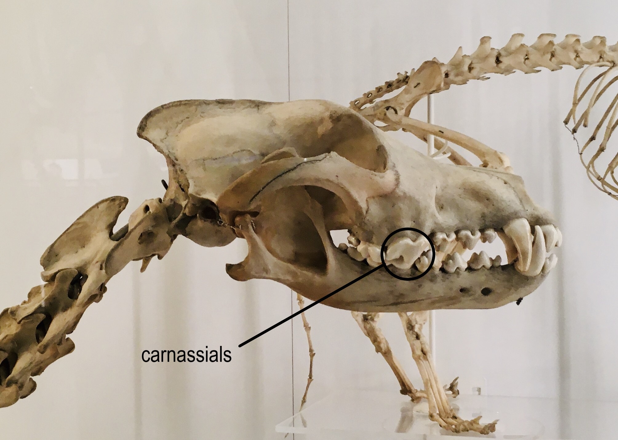 Photograph of a wolf skull labelled up with the carnassial teeth