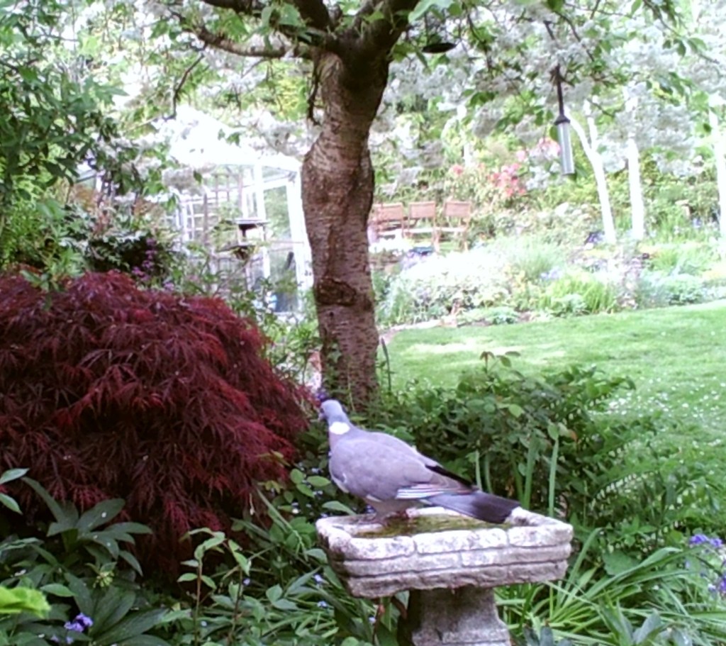 Photograph of a woodpigeon at a bird bath