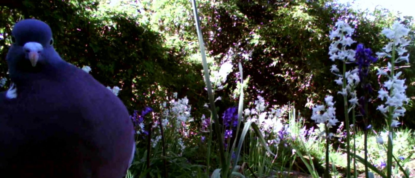 Photograph of a woodpigeon staring into camera