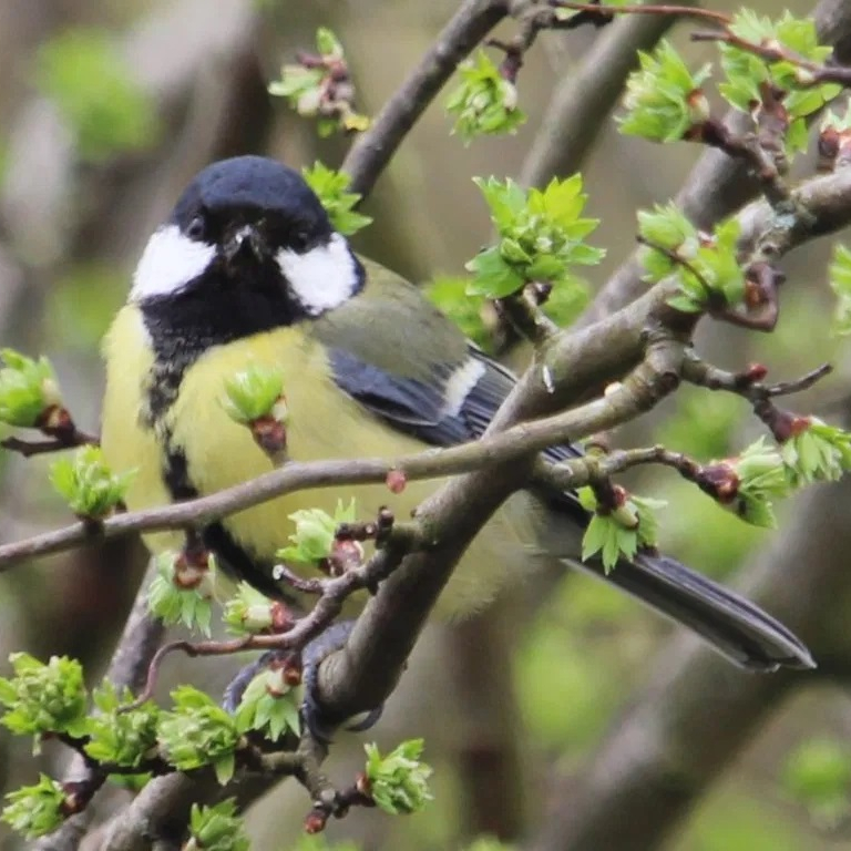 Photograph of a great tit