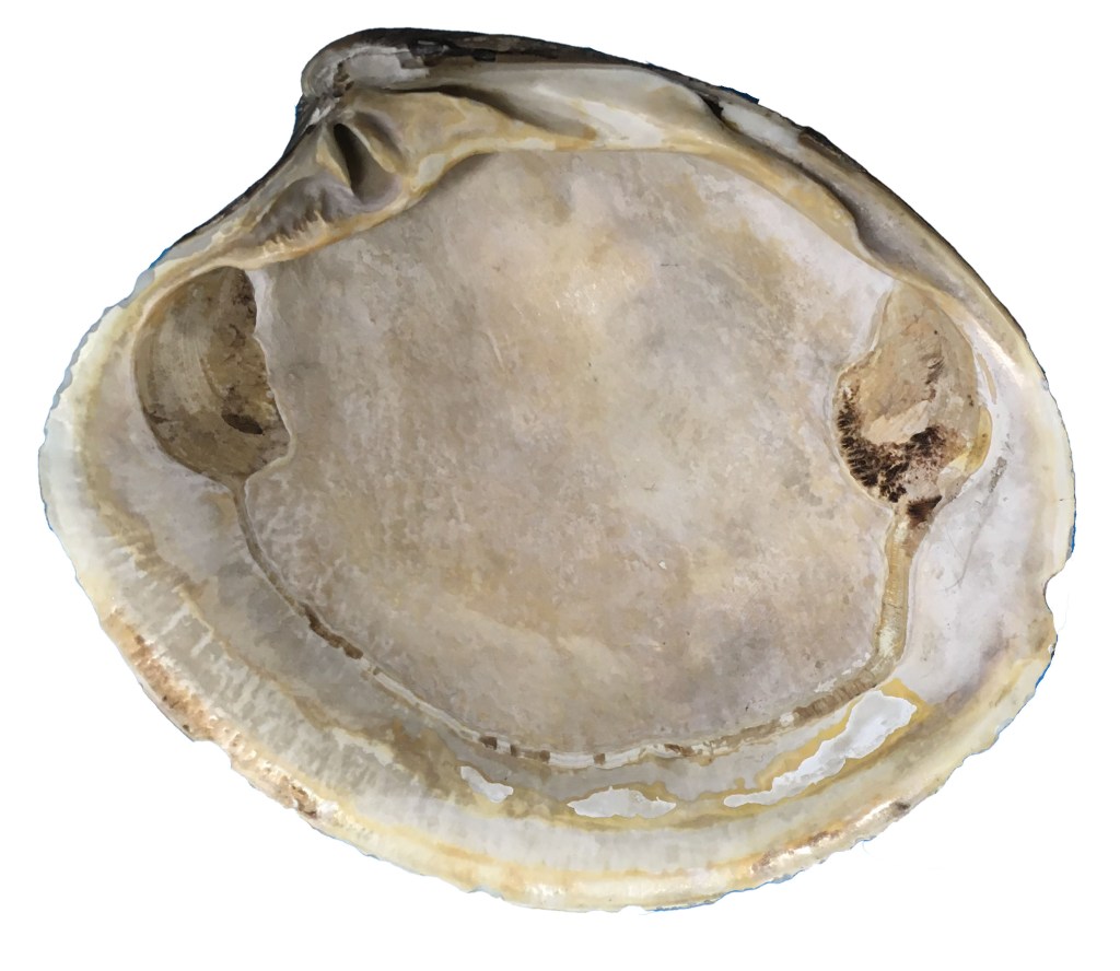 Photograph of the inside of an Ocean Quahog shell