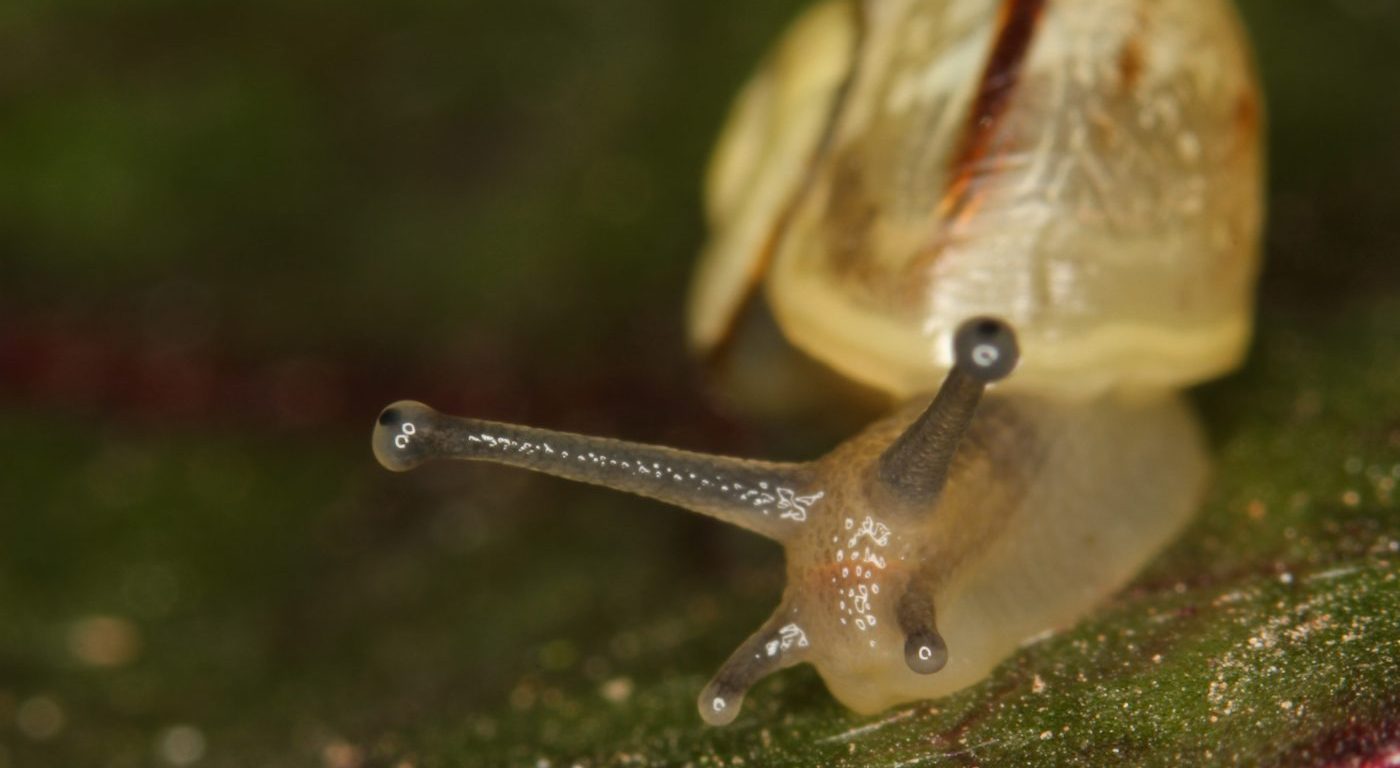 Photograph of a banded snail