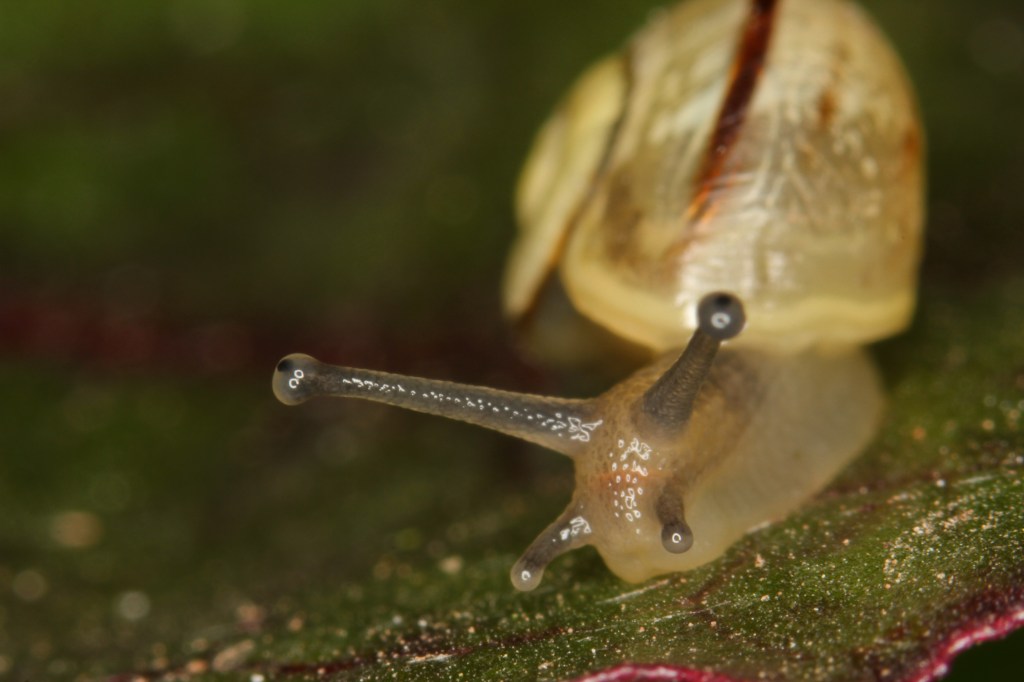Photograph of a banded snail